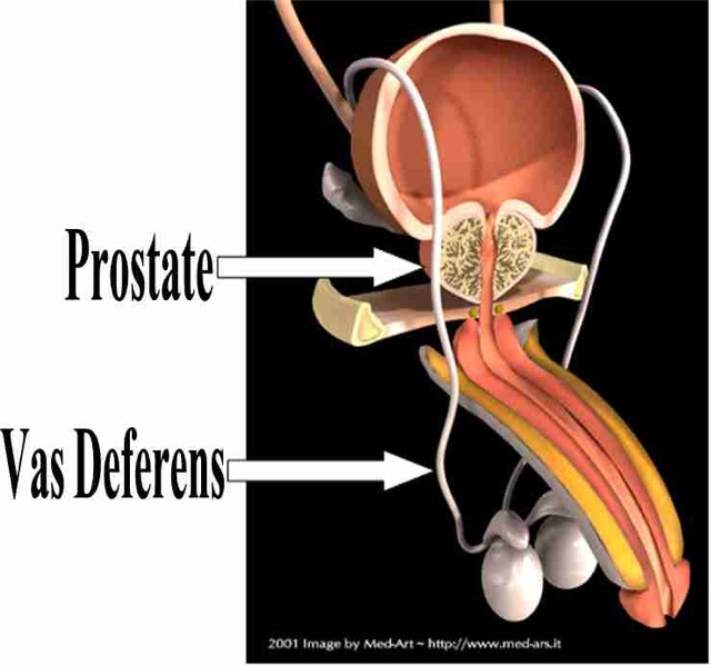 prostate pleasure male rub