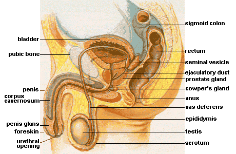 male reproductive system