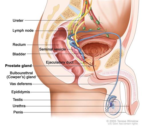 prostate glands functions prostate diagram