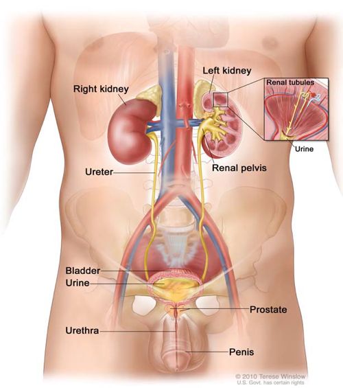 urinary tract prostate diagram