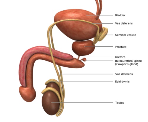 Prostate Diagram