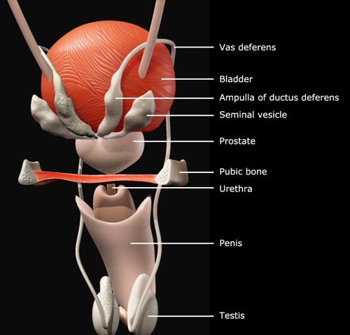 back view prostate diagram