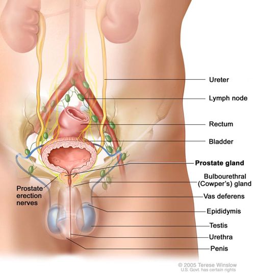 prostate erection nerves
