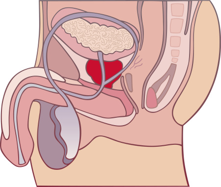 function-of-prostate