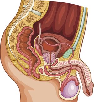 prostate-male-reproduction-system